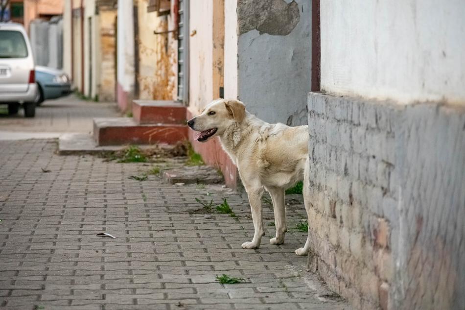 a lone beige dog walks down the street