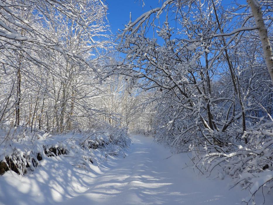 cleared snowy road in the forest