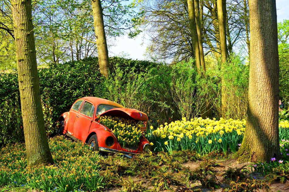 Volkswagen Beetlle red as a flower bed in the forest