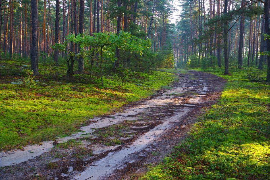 green Forest Road with the water