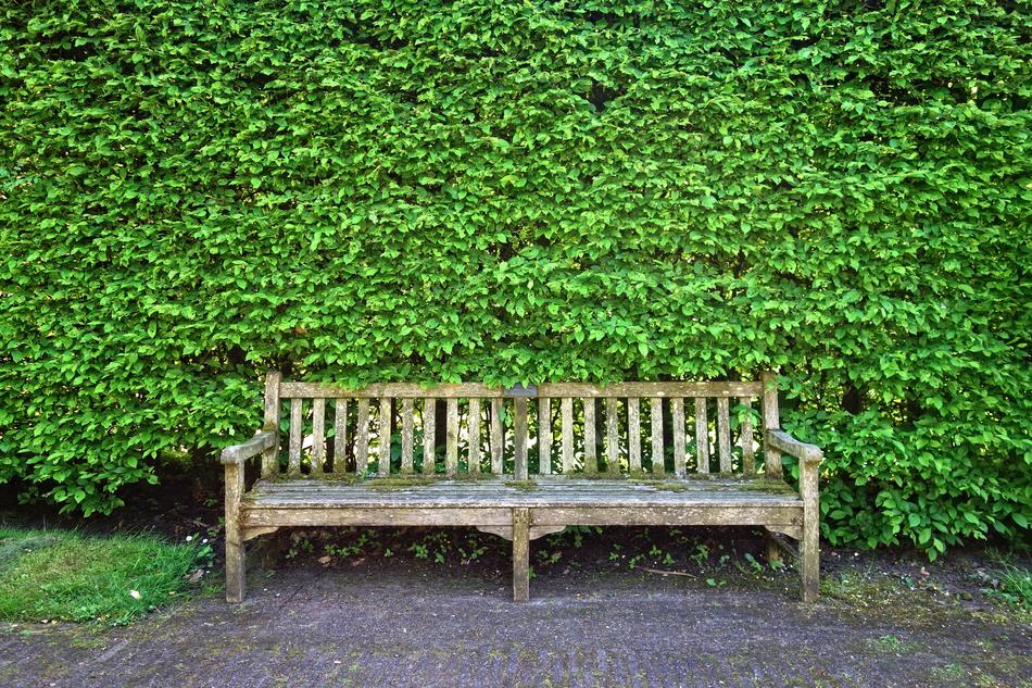 Wooden Bench and geen bush