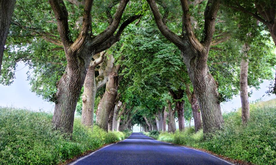 Beautiful landscape of the road, among the green plants on RÃ¼gen in Germany