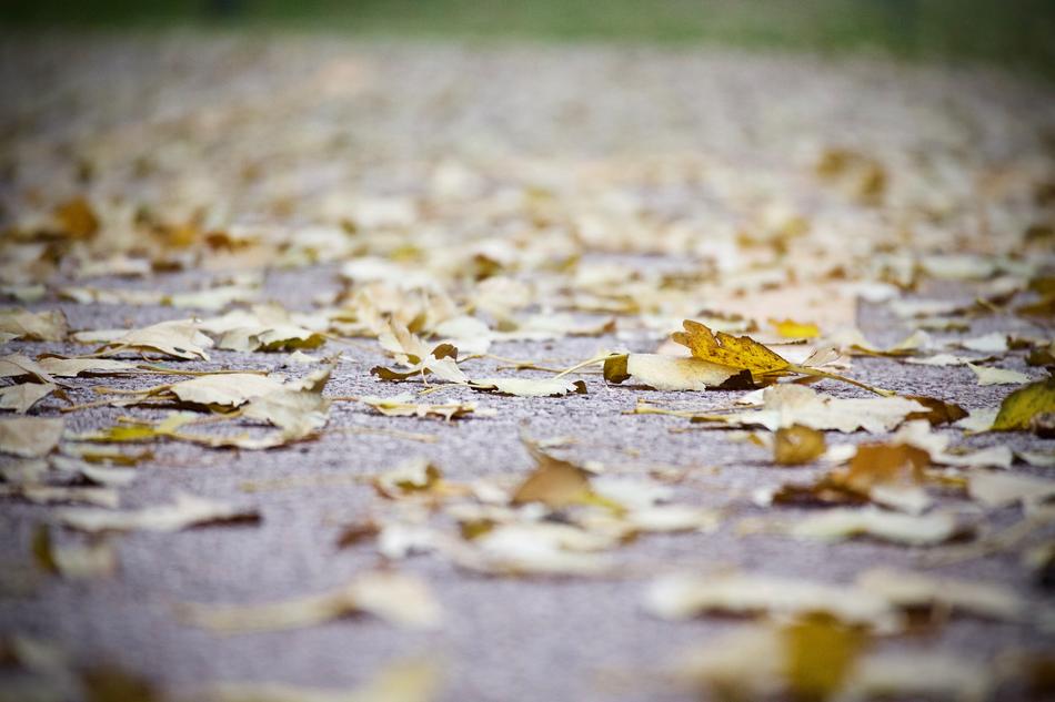 Carpet Of Winter