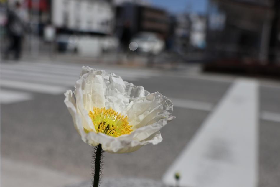 white flower by the side of the road