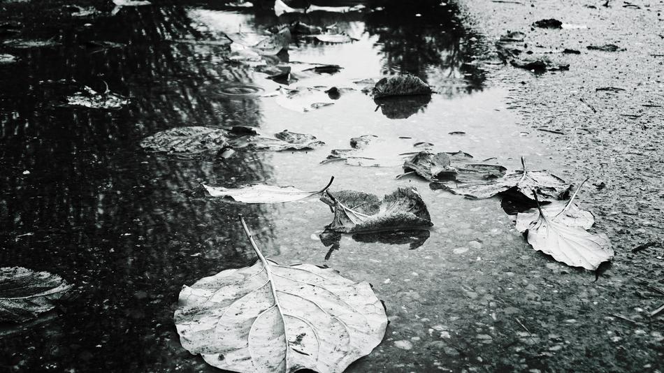 Autumn, fallen leaves in Puddle