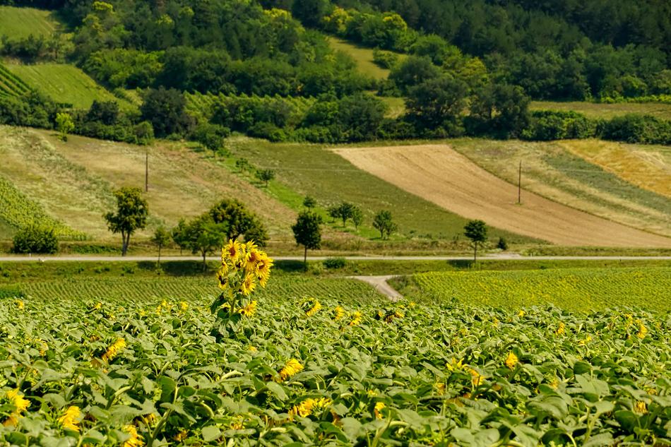 Landscape of Nature Sunflower field on hill