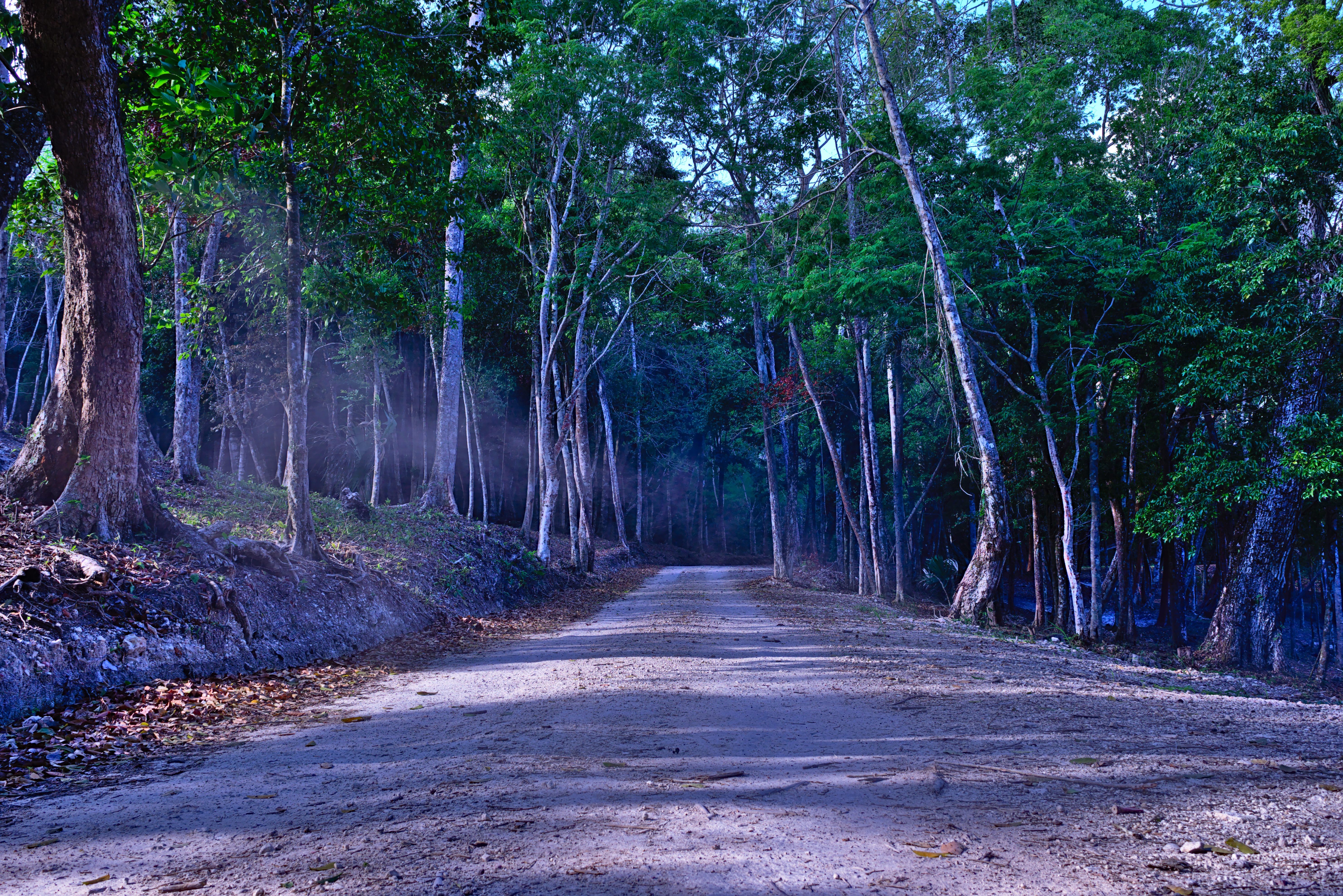 Жуткий лес по бокам дороги