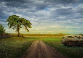 green tree by the road on forest background