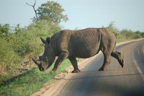 incredible Wildlife Rhino