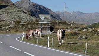 Mountain Cows near Alpine road