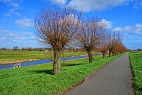 rural road with willows in Netherlands