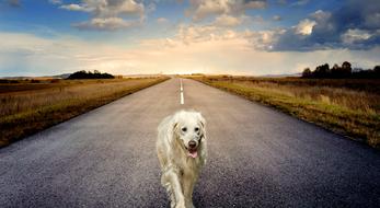 white dog on a desert highway