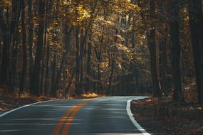 Road among the colorful trees, with the yellow lines, in shadow and light, in the fall