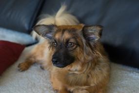 Brown furry doggie rests on sofa