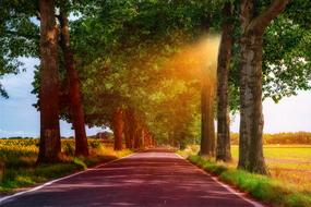 asphalt alley through the trees as a colorful image