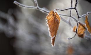 frozen dry leaves on a branch in winter