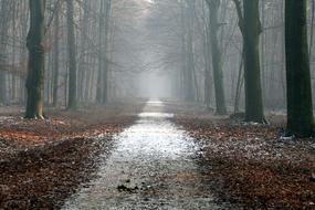 fog Forest road