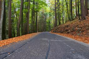 landscape of Asphalt Forest Road