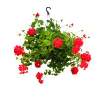 red Nature Flowers