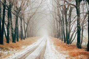 the road in the snow among the trees