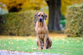 picture of the rhodesian ridgebacks dog