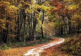 Forest Autumn