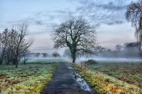 wonderful Nature Tree Landscape