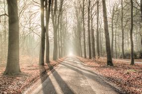 Beautiful landscape of the forest road, among the colorful plants in fog, in sunlight