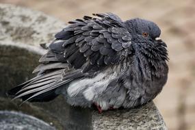 gray dove sits on a fountain