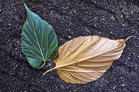 Leaf Vein
