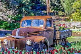 Ford Truck and Tulips