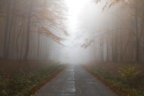 landscape of Misty Autumn Forest