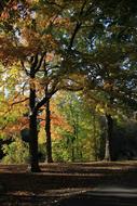 shadow from autumn trees in the park