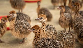 fluffy chicks of ostriches in an aviary