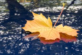 Maple Leaf on mirroring surface