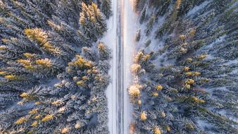 aerial view of winter forest