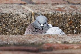 Dove City Pigeon