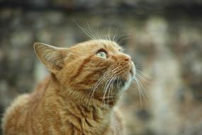 ginger cat carefully looks up