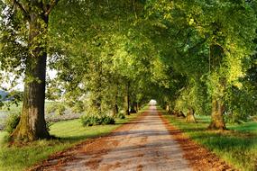 Avenue Fall Foliage