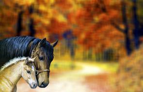 wonderful Two Horses