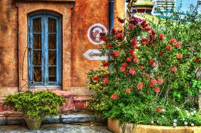 flowering shrub near the old building