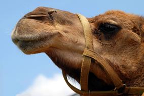 Camel snout at sky Close Up