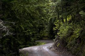 road and green pine trees in the park