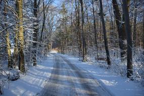 snowy road in winter forest