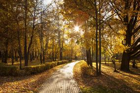 gold Light Sun