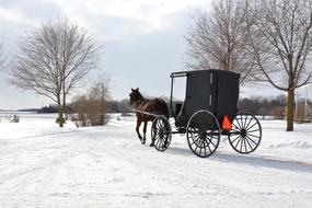 carriage ride in a winter park in Canada