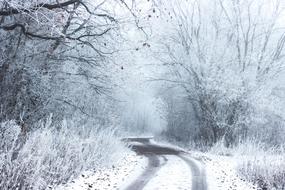 road in winter snowy forest