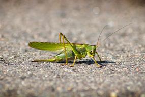 green grasshopper close up on blurred background