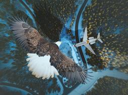 Beautiful, brown and white Eagle bird, flying above the airplane, above the beautiful landscape with the river