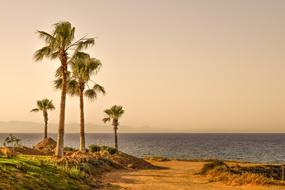 Palm Trees sunset nice